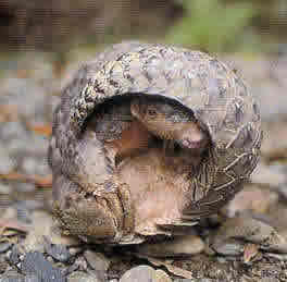 pangolin-curled-with-head