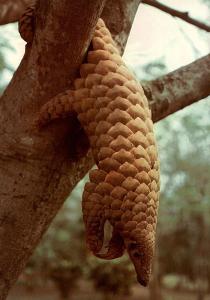 pangolin-hanging-from-tree